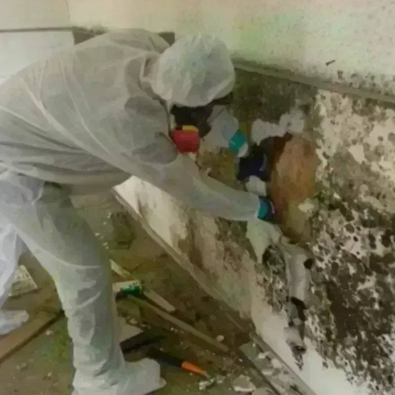 Mold Remediation and Removal in Pomona, CA